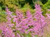 Astilbe arendsii