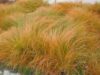 Carex testacea prairie fire
