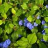 Ceratostigma plumbaginoides