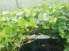 Edera helix pitssburgh