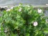 Geranium sanghuineum vision pink