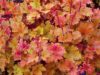Heuchera marmalade