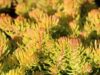 Sedum reflexum angelina