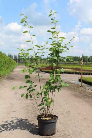 Amelanchier lamarсkii