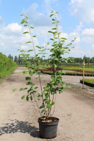 Amelanchier lamarсkii