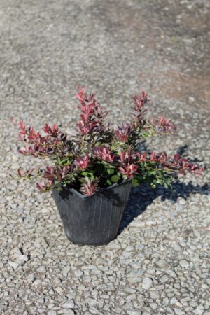 Berberis Atropurpurea Nana