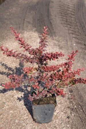 Berberis thunbergii 'Golden Ring'