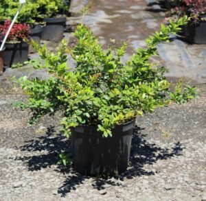 Berberis media Parkjuweel