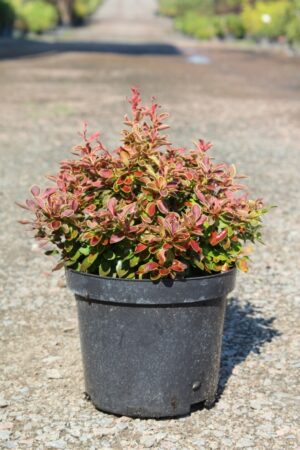 Berberis thunbergii Admiration