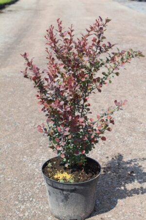 Berberis thunbergii 'Atropurpurea'