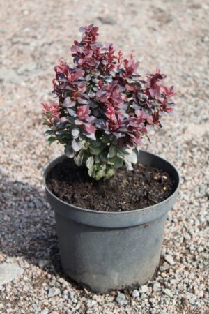 Berberis thunbergii 'Cobold'