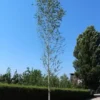 Betula pendula