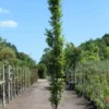 Carpinus betulus 'Fastigiata'