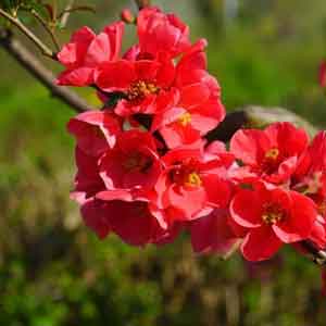 Chaenomeles japonica