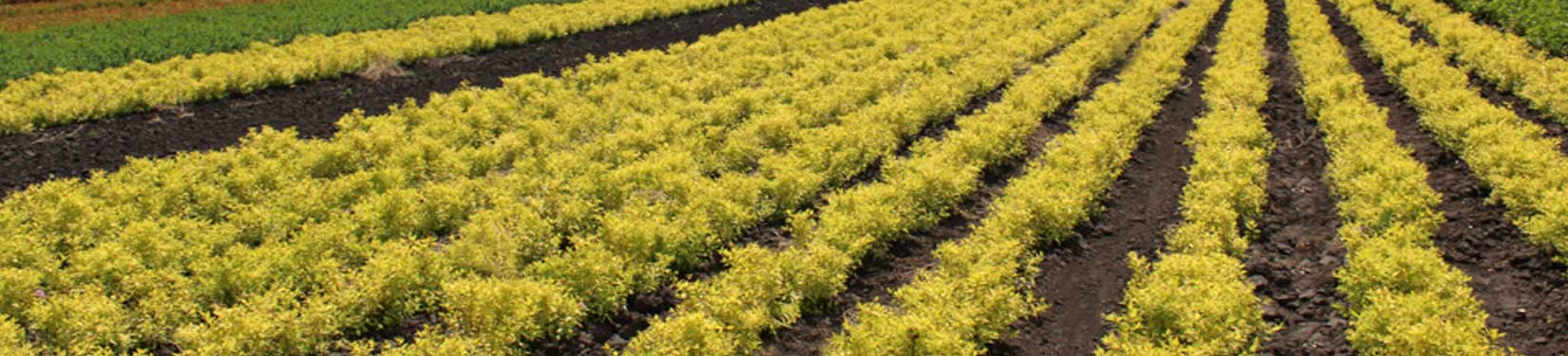 КОРНЕЛІС Cornelis