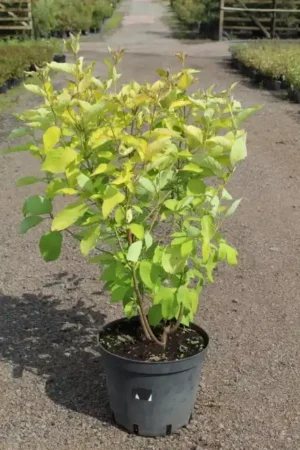 Cornus alba 'Aurea'