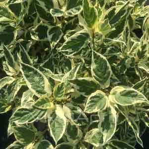 Cornus alba Elegantissima