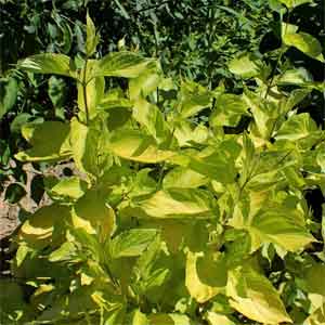 Cornus alba Gouchaultii