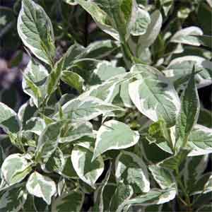 Cornus alba Ivory Halo