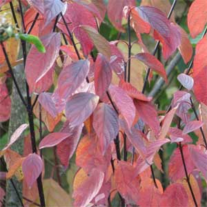 Cornus alba 'Kesselringii'