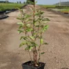 Cornus alba 'Sibirian Pearls'
