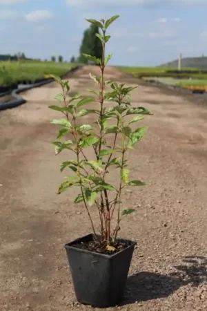 Cornus alba 'Sibirian Pearls'