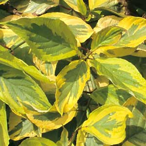 Cornus alba 'Spаеthii'