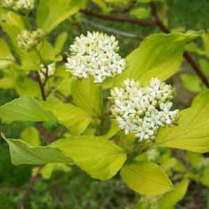 Cornus alba