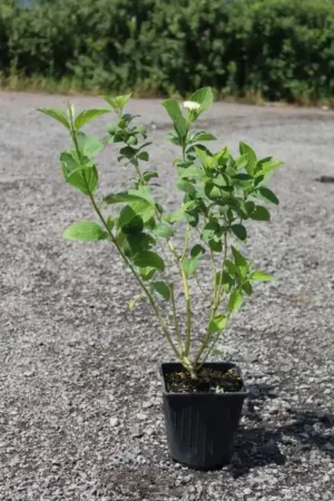 Cornus sericea 'Budd's Yellow'
