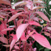 Cornus sericea 'Cardinal'