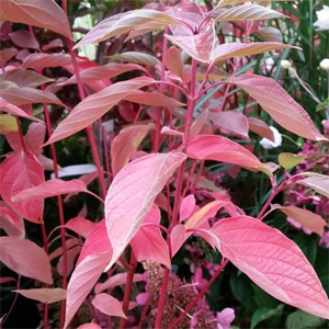 Cornus sericea 'Cardinal'