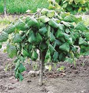 Corylus avellana 'Pendula'