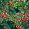 Cotoneaster suecicus 'Coral Beauty'