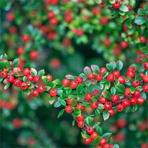 Cotoneaster suecicus 'Coral Beauty'
