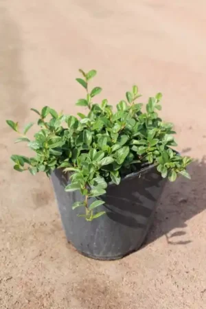 Cotoneaster dammeri 'Major'