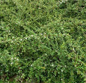 Cotoneaster radicans 'Eichholz'