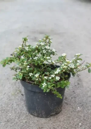 Cotoneaster suecicus 'Skogholm'