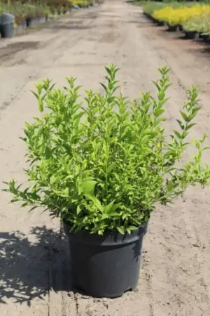 Deutzia gracilis 'Nikko'