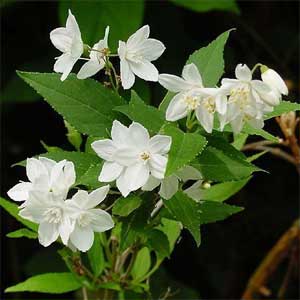 Deutzia gracilis