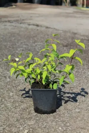 Deutzia hybrida 'Strawberry Fields'