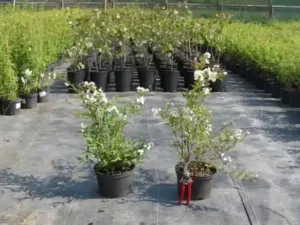 Deutzia purpurascens 'Kalmiiflora'