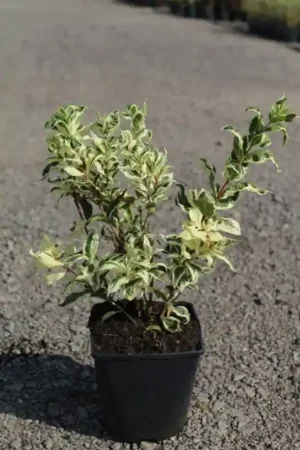 Diervilla sessilifolia 'Cool Splash'