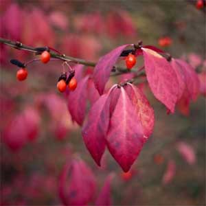 Euonymus alatus Compactus
