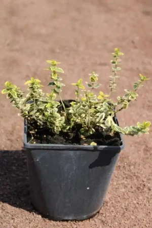 Euonymus fortunei 'Emerald 'n Gold'