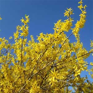 Forsythia Gold Rausch