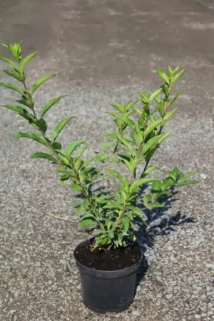 Forsythia intermedia 'Lynwood'