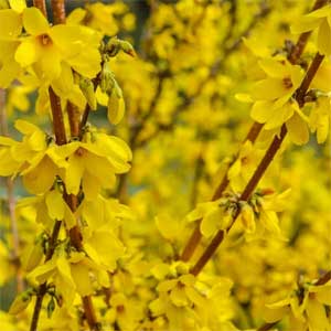 Forsythia intermedia 'Minigold'
