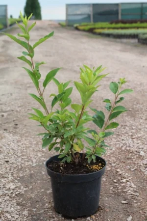 Forsythia intermedia 'Week-end'®