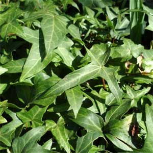 Hedera helix Sagittifolia
