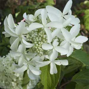 Hydrangea paniculata 'Great Star'